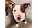 Adopt DILL a Pit Bull Terrier