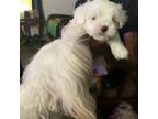 Maltese Puppy for sale in Denham Springs, LA, USA