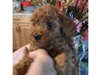 Poodle (Toy) Puppy for sale in Mount Vernon, MO, USA