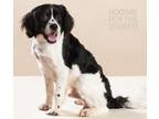 Adopt 24-023 Clark a Cavalier King Charles Spaniel, Spaniel