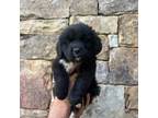 Golden Mountain Dog Puppy for sale in Blue Ridge, GA, USA