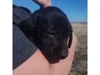 Labrador Retriever Puppy for sale in Snyder, CO, USA