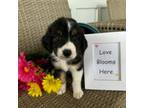 Aussiedoodle Puppy for sale in Carriere, MS, USA