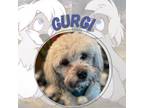 Adopt Gurgi a Lhasa Apso, Poodle