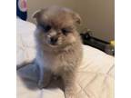 Pomeranian Puppy for sale in Rogersville, TN, USA