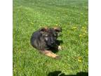 German Shepherd Dog Puppy for sale in Algonquin, IL, USA