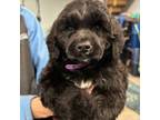 Portuguese Water Dog Puppy for sale in Saugerties, NY, USA