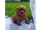 Mutt Puppy for sale in Reedsville, PA, USA