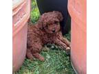 Mutt Puppy for sale in Reedsville, PA, USA