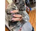 Boston Terrier Puppy for sale in Rocky Mount, VA, USA