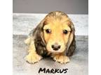 Markus (AKC)