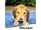 Dachshund Puppy for sale in Waverly, TN, USA