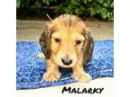 Malarky (AKC)