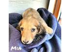 Mia (AKC)