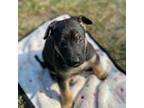 Dutch Shepherd Dog Puppy for sale in Salem, VA, USA