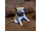 Pug Puppy for sale in Edgerton, WI, USA