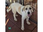 Adopt Anatolian Pyrenees_2 a Anatolian Shepherd, Great Pyrenees