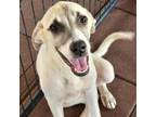 Adopt Zadi a Anatolian Shepherd, Great Pyrenees