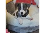 Parson Russell Terrier Puppy for sale in Bethlehem, PA, USA