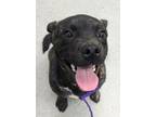 Adopt Dudley Do-Right a Pug, Mixed Breed