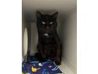 Adopt Panther a Domestic Short Hair