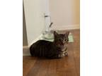 Adopt Stewie a Domestic Medium Hair