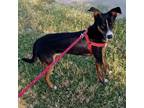 Adopt Kareem a Miniature Pinscher