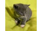 Adopt Spike a Domestic Short Hair