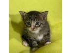 Adopt Petrie a Domestic Short Hair