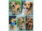 Adopt Ross a Mixed Breed