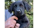Adopt NY Tong (Foster in Crompond) a Labrador Retriever, Shepherd