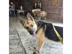 Adopt Scout a German Shepherd Dog