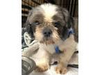 Adopt Yancy a Shih Tzu