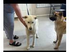 Adopt Oscar a Shepherd, Labrador Retriever