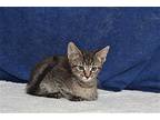 BANDIT Domestic Mediumhair Kitten Male
