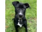 Adopt Colby a Mixed Breed