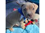 Adopt Spicy Tuna Roll a Staffordshire Bull Terrier