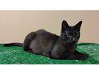Cocoa Domestic Shorthair Young Female