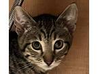 Ozzy 41181 Domestic Shorthair Young Male