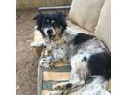 Adopt Winston a Border Collie, Mixed Breed