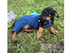 Adopt WOODY a Dachshund