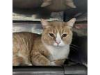 Adopt Jimmy a Domestic Short Hair