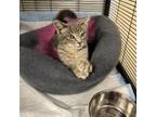 Adopt Humphrey a Domestic Short Hair