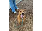 Adopt Duke a Shepherd, Labrador Retriever