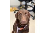 Adopt Brownie/Nesquik a Chocolate Labrador Retriever