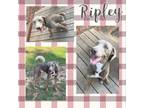 Adopt Ripley a Weimaraner