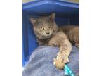 Adopt Squiggly a Domestic Short Hair