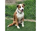 Adopt Cayenne a Mixed Breed