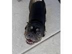 JWoww French Bulldog Adult Female