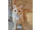 Adopt Redsey a Domestic Long Hair